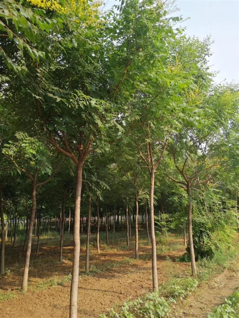 河南栾树规格齐全，产地直发，大量有货，欢迎来电