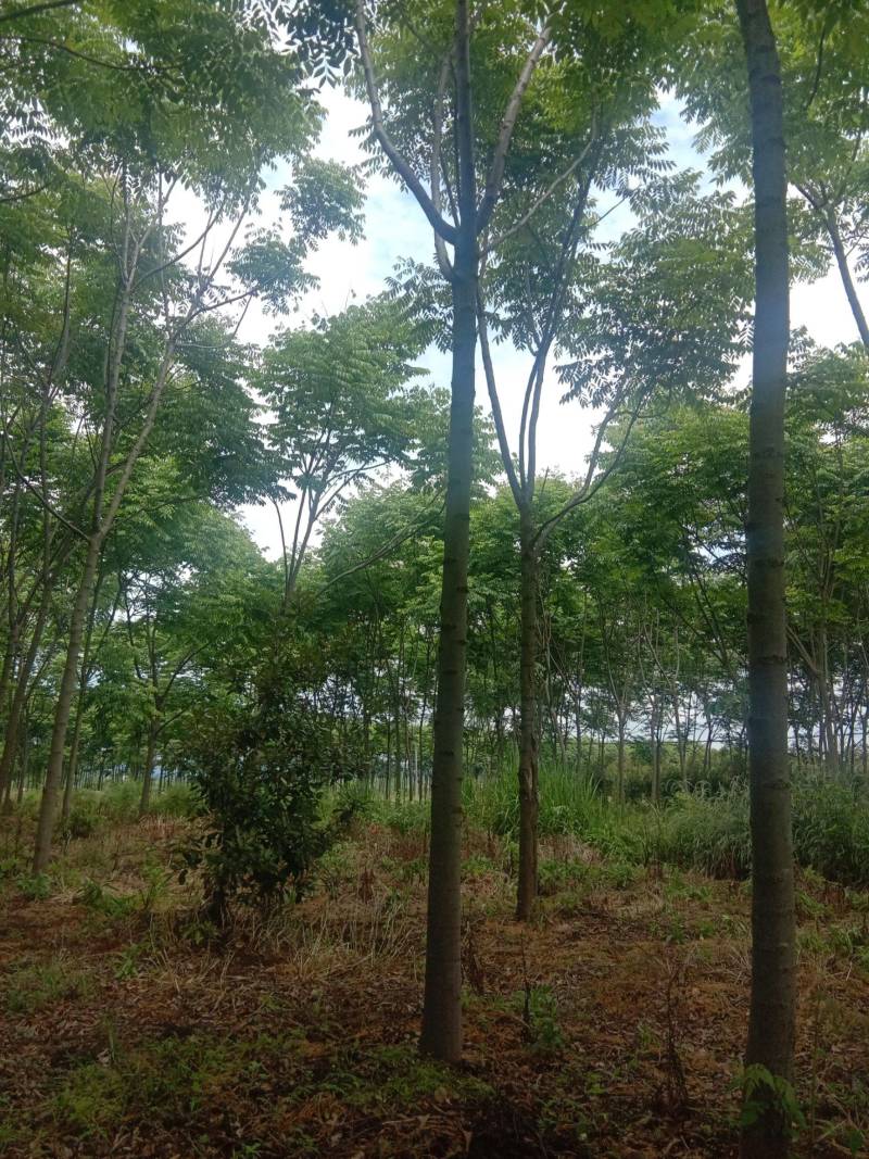 河南栾树规格齐全，产地直发，大量有货，欢迎来电