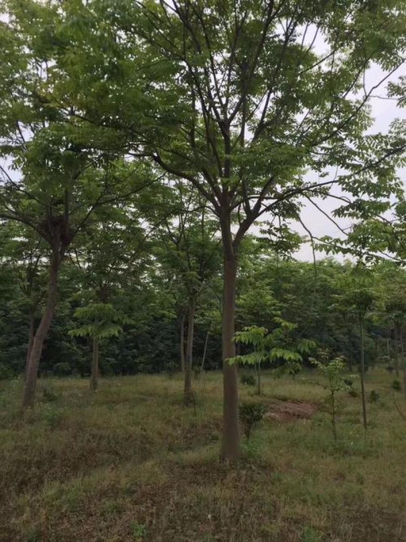 河南栾树规格齐全，产地直发，大量有货，欢迎来电