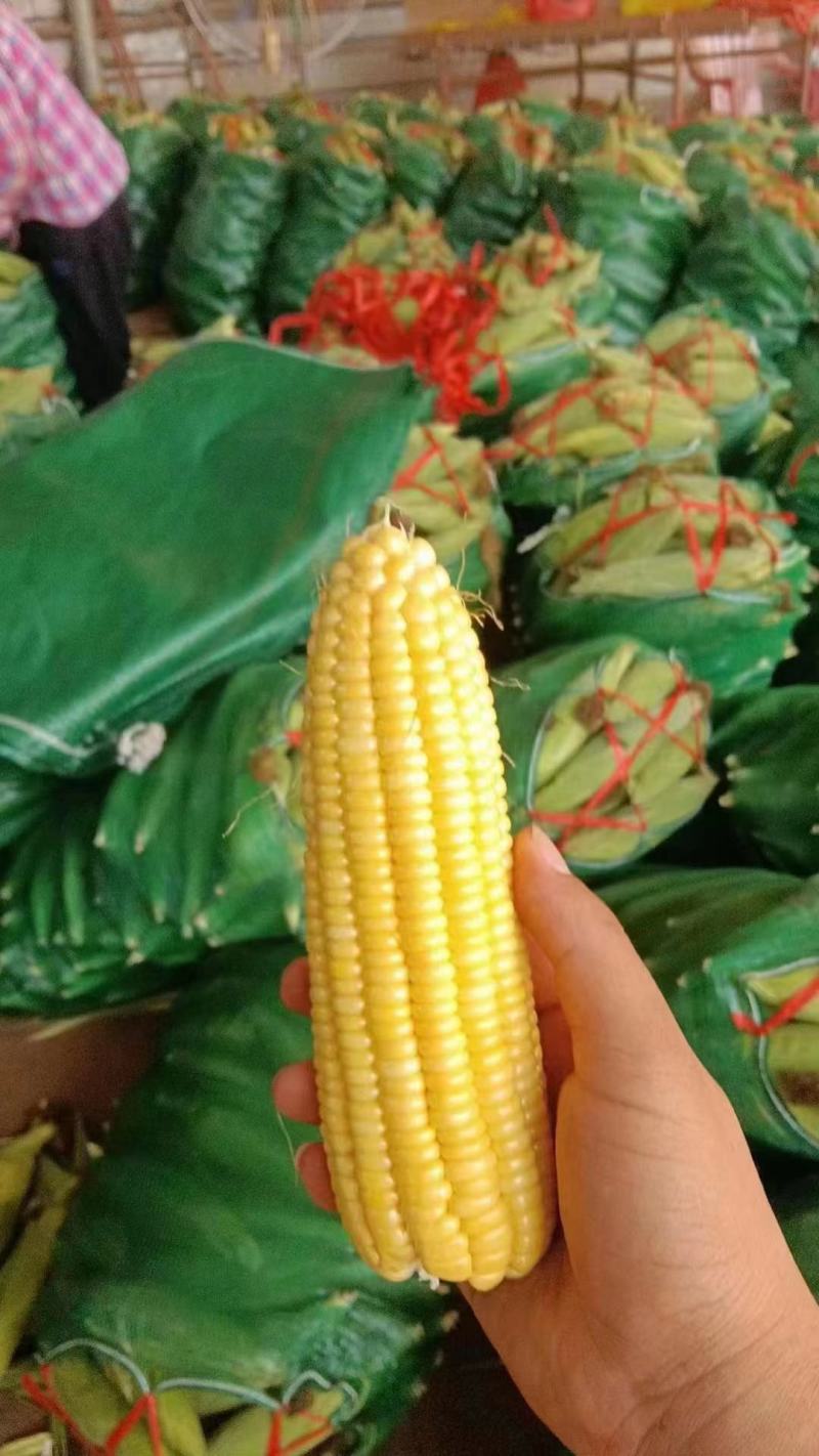 水果玉米太阳花泰鲜华康系列品种齐全价格优惠市场商超电商