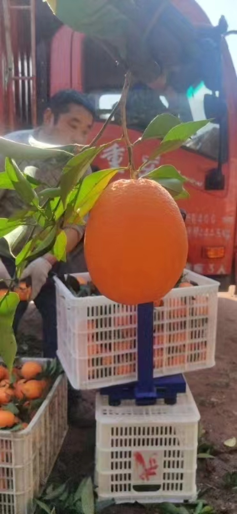秭归脐橙一手货源市场商超电商社区团购平台来电洽谈湖北宜昌