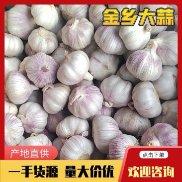 (精选)金乡大蒜红皮紫皮储存量大价位便宜全国发货