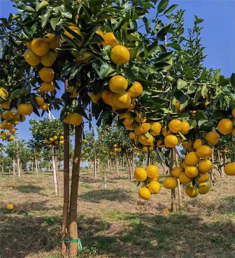 葡萄柚大量供应现货现发量大从优欢迎电话联系