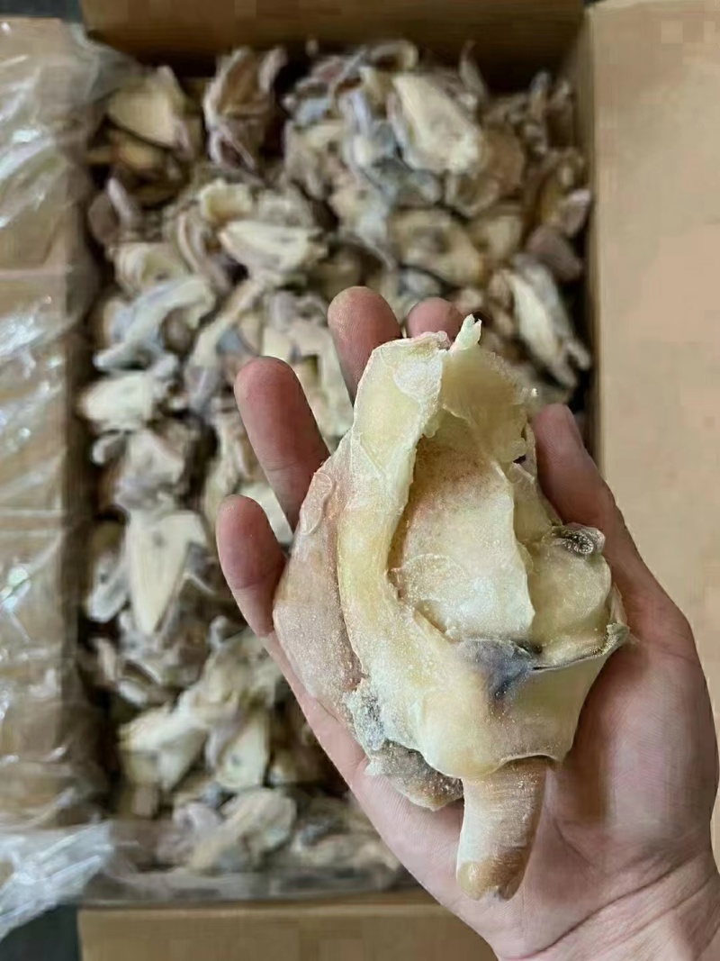 优质供货电商，黄金鲍螺-螺嘴肉，福建福州，一手货源，价优