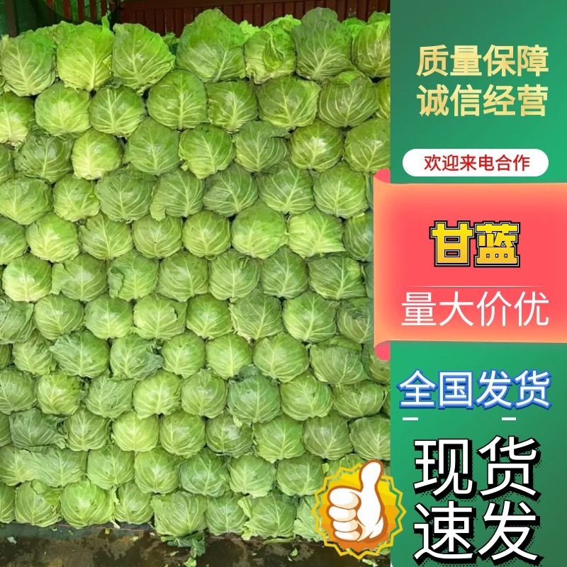 甘蓝通货1~2公斤量大从优一手货源批发价格优惠