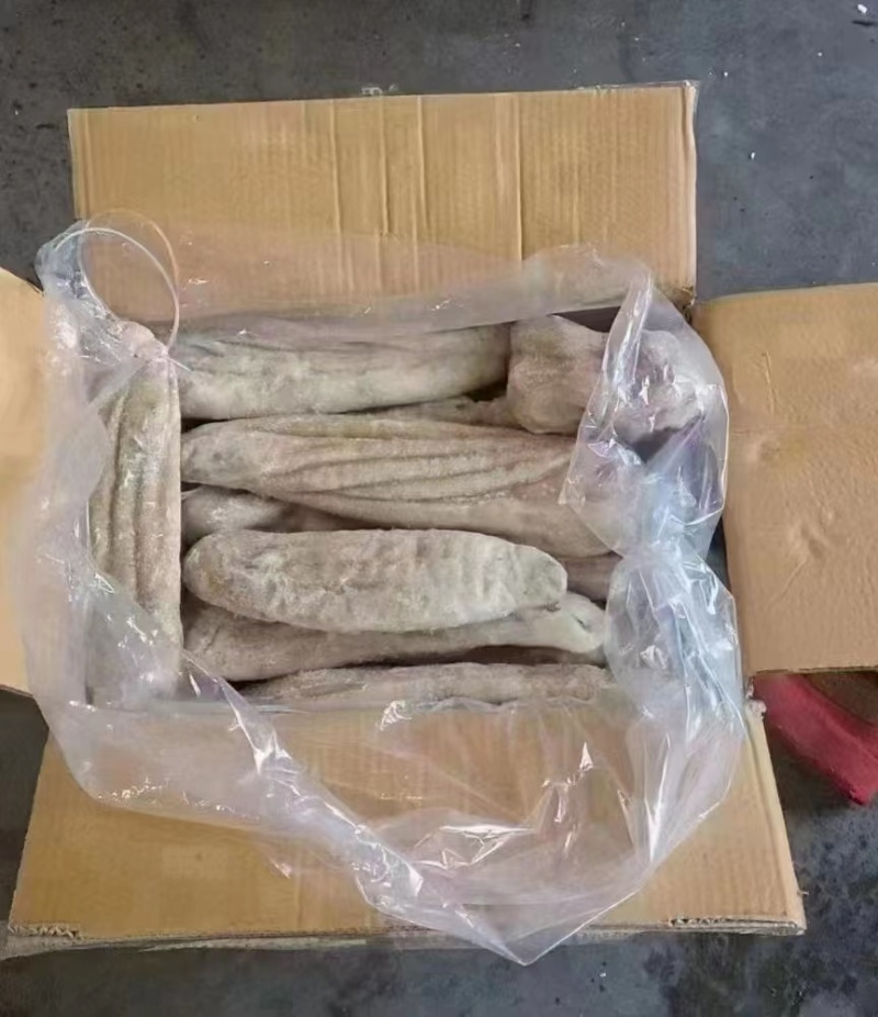 福建优质水产鲨鱼肚产地直发诚信经营可长期合作