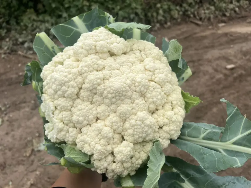 菜花大量上市，产地直发，一手货源，品质正宗现货供应