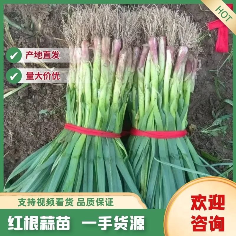 【推荐】山东临沂红根蒜苗，产地精品，支持视频看货