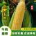 水果玉米太阳花泰鲜华康系列品种齐全价格优惠市场商超电商