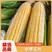 水果玉米太阳花泰鲜华康系列品种齐全价格优惠市场商超电商