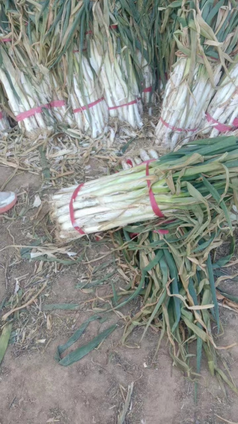 长白大葱大量现货量大从优价格优惠欢迎电话联系