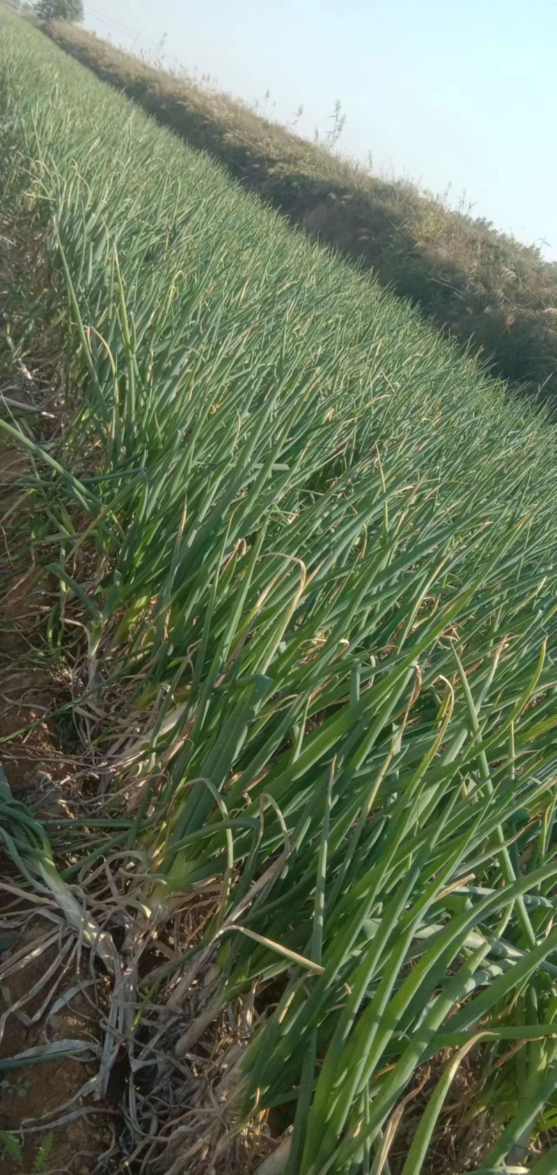 长白大葱大量现货量大从优价格优惠欢迎电话联系