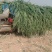 长白大葱大量现货量大从优价格优惠欢迎电话联系
