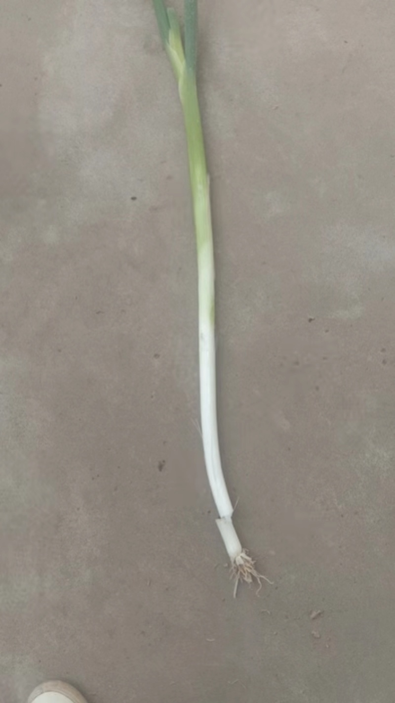 长白大葱大量现货量大从优价格优惠欢迎电话联系