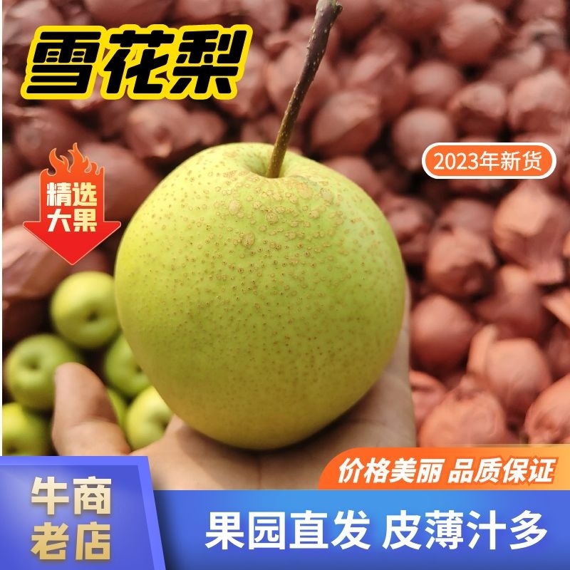 【百年赵州雪花梨】全国有名基地直发货量大欢迎大家来选购