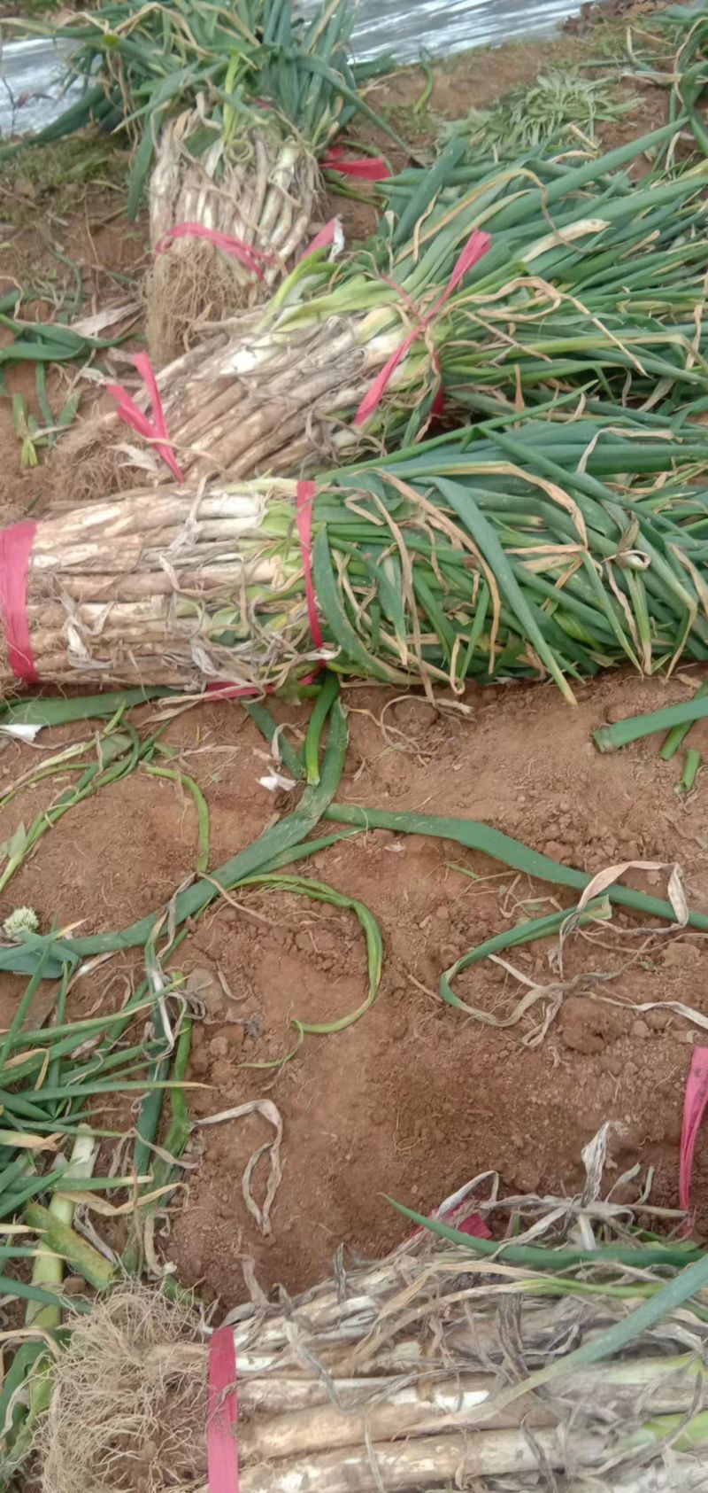 长白大葱大量现货量大从优价格优惠欢迎电话联系