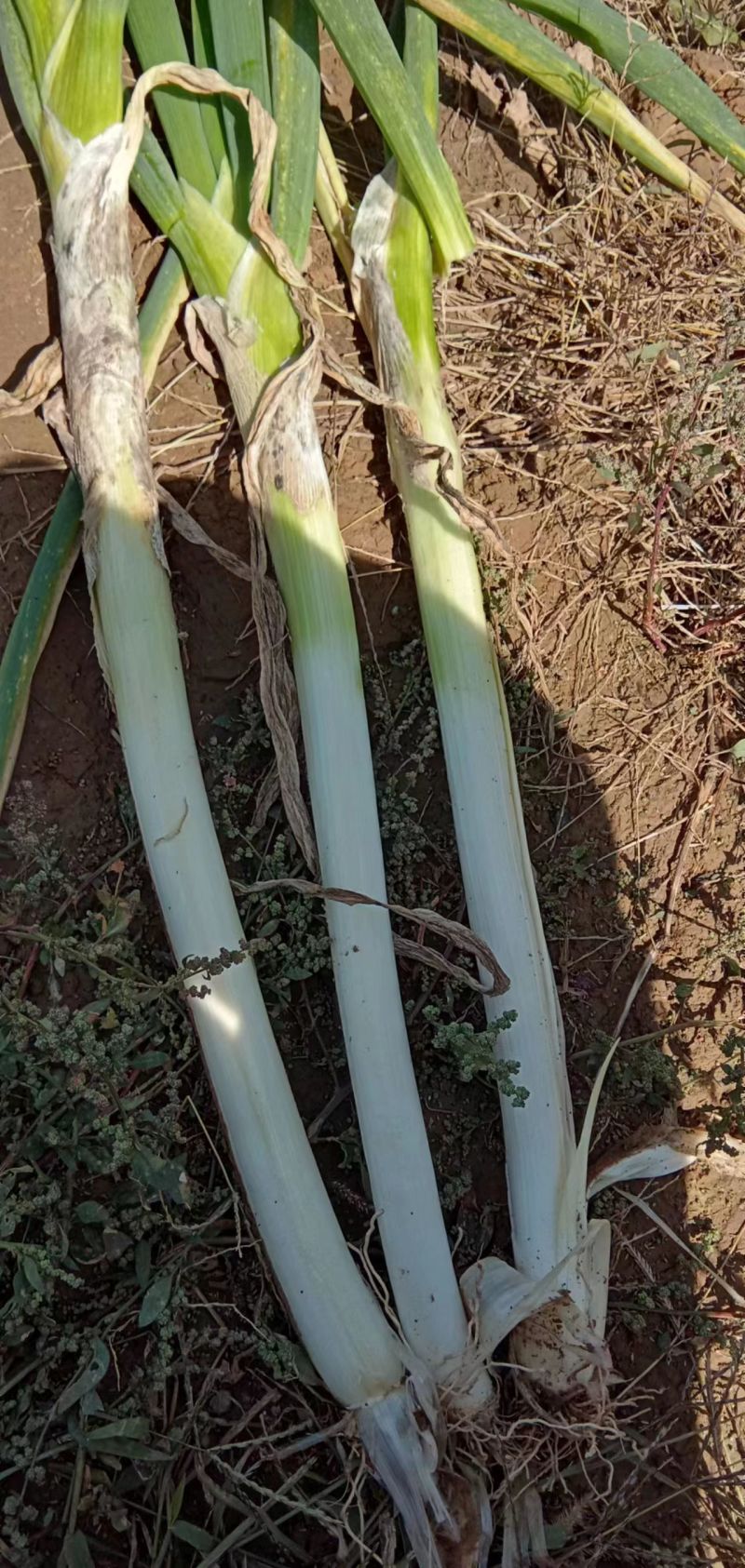 长白大葱大量现货量大从优价格优惠欢迎电话联系