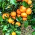【推荐】广西贺州钟山沙糖桔🍊，果肉甜脆汁多化渣，欢迎咨询