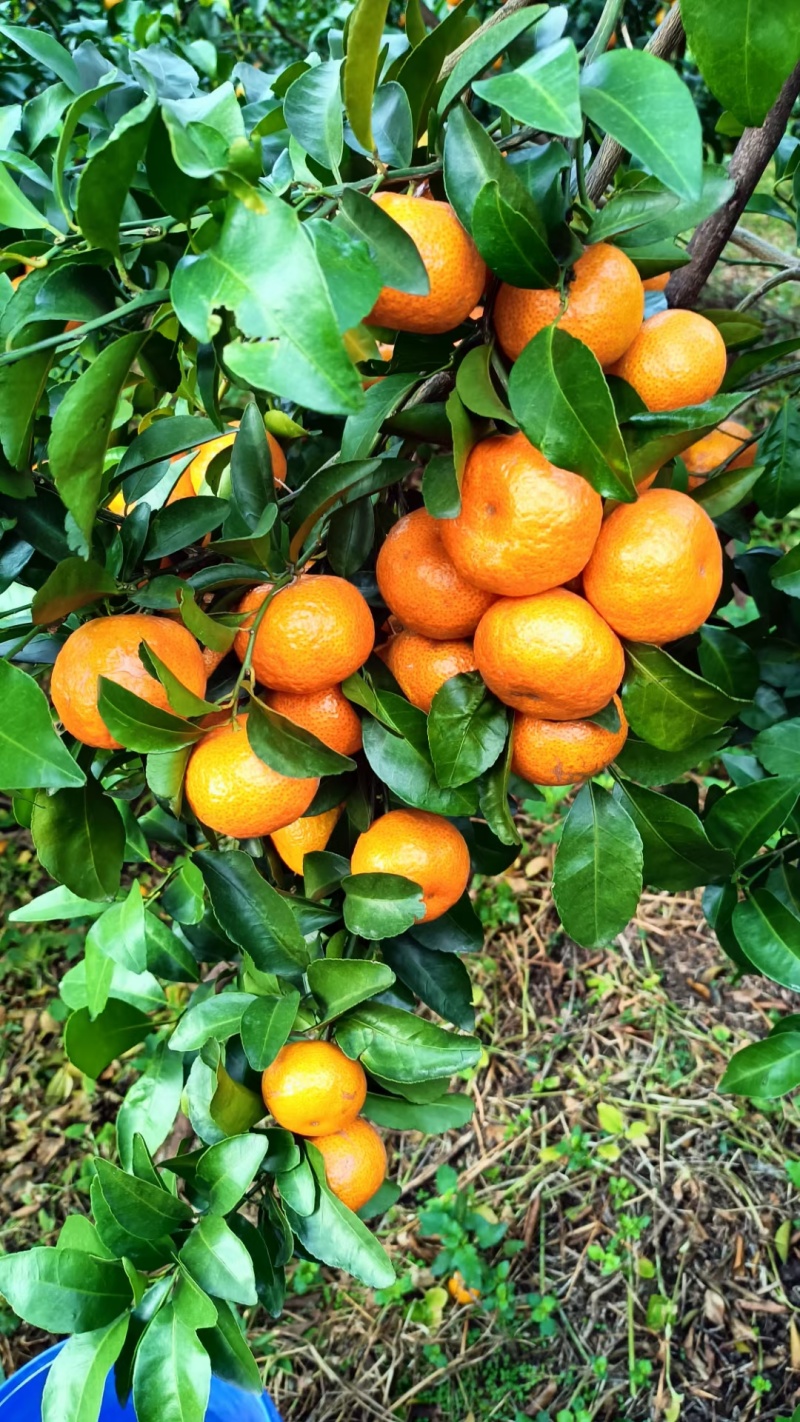 【推荐】广西贺州钟山沙糖桔🍊，果肉甜脆汁多化渣，欢迎咨询