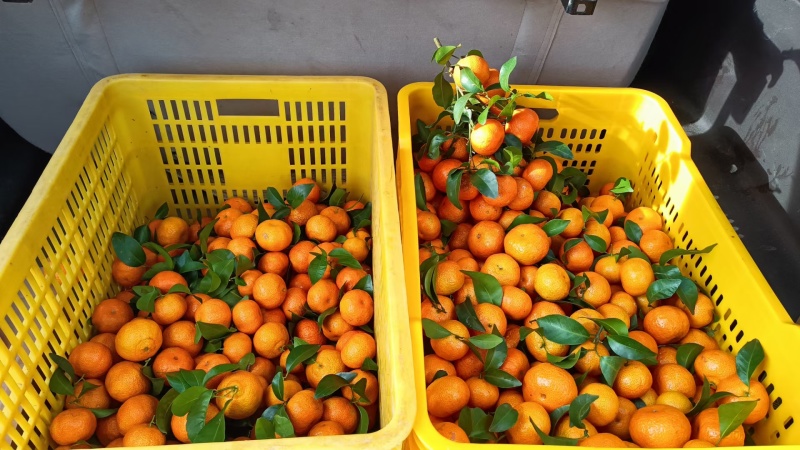 【推荐】广西贺州钟山沙糖桔🍊，果肉甜脆汁多化渣，欢迎咨询