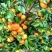 【推荐】广西贺州钟山沙糖桔🍊，果肉甜脆汁多化渣，欢迎咨询