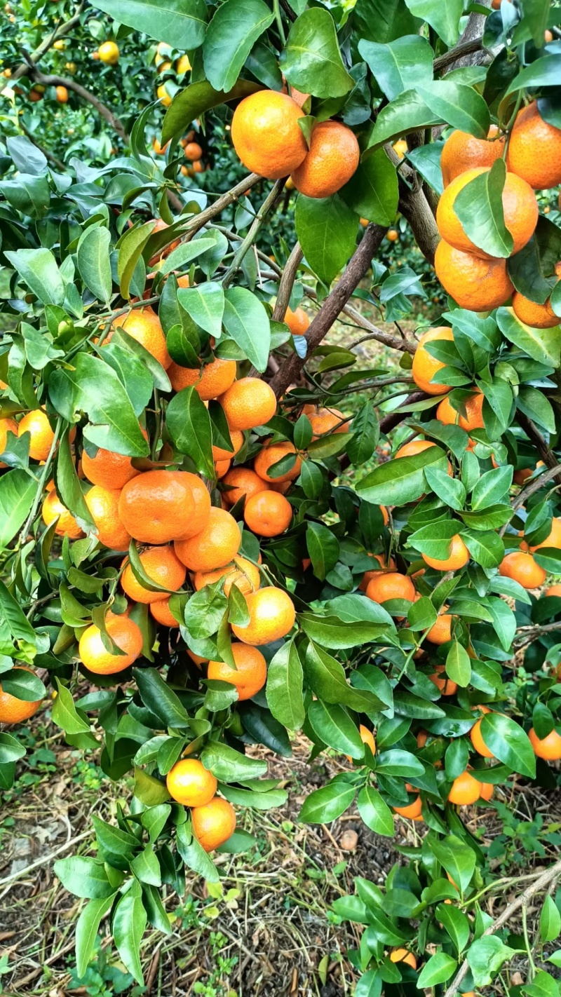【推荐】广西贺州钟山沙糖桔🍊，果肉甜脆汁多化渣，欢迎咨询