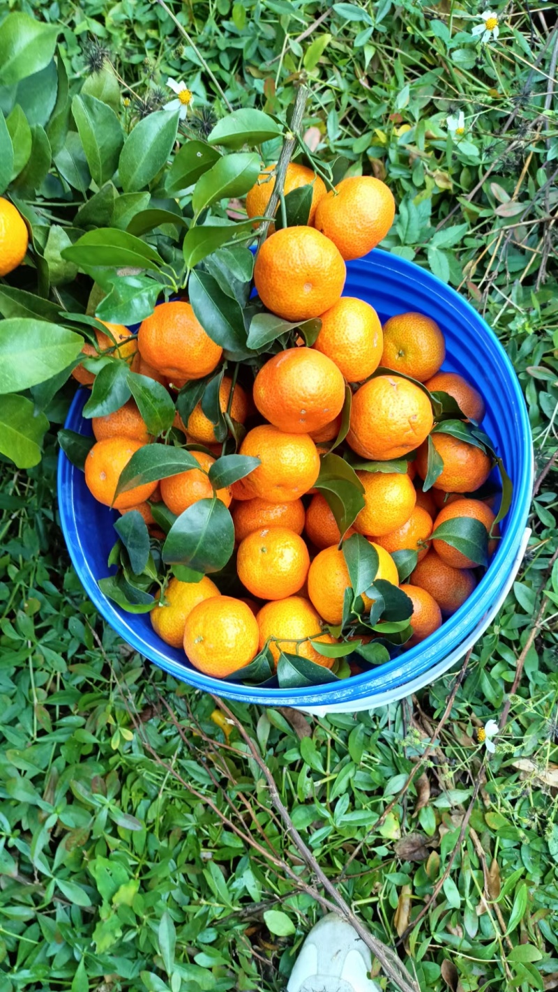 【推荐】广西贺州钟山沙糖桔🍊，果肉甜脆汁多化渣，欢迎咨询
