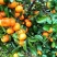 【推荐】广西贺州钟山沙糖桔🍊，果肉甜脆汁多化渣，欢迎咨询