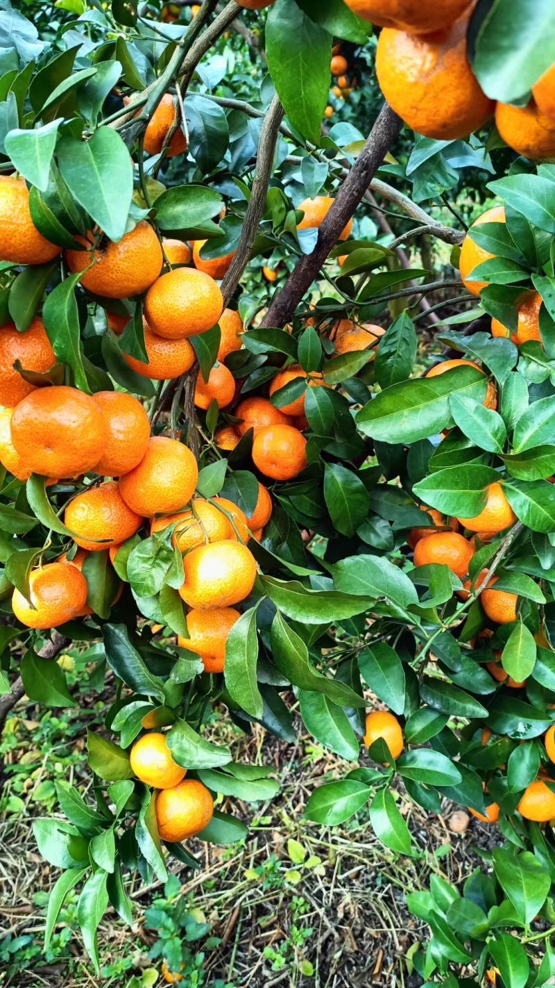 【推荐】广西贺州钟山沙糖桔🍊，果肉甜脆汁多化渣，欢迎咨询