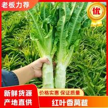 莴笋，红叶莴笋，江苏东台大量供应/1.5-2.5斤