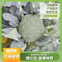 （精）东台精品西兰花，7两～1.2两，万亩基地