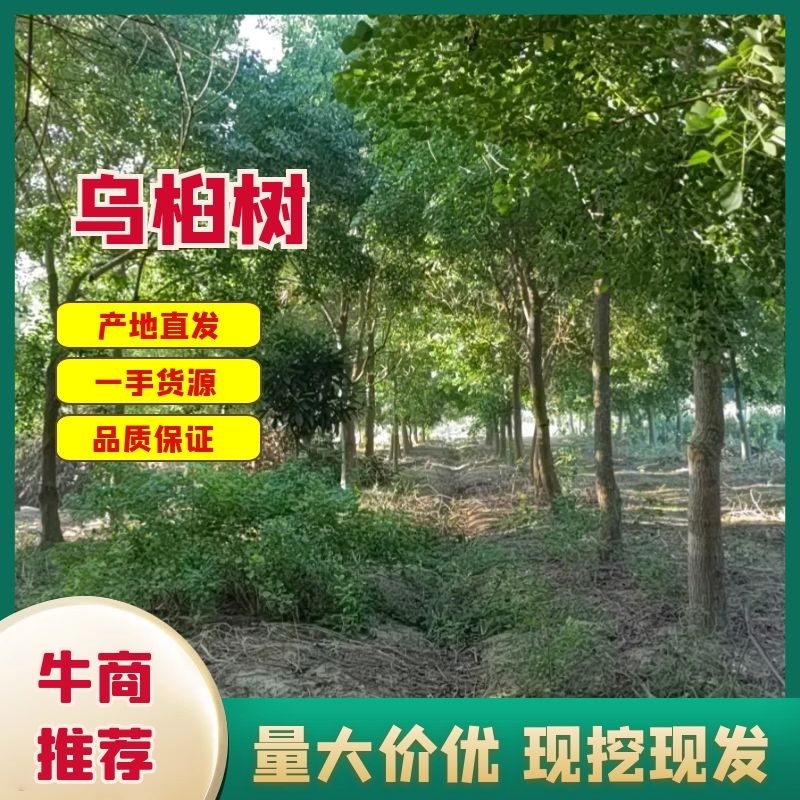 乌桕树量大价优基地实力供货，视频看产品，保质保量