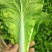 【精品快菜】常年供应，上车价0.4.支持视频看货量大质优