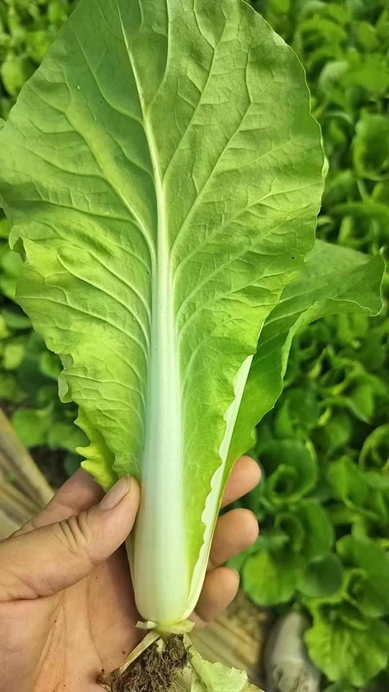 【精品快菜】常年供应，上车价0.4.支持视频看货量大质优