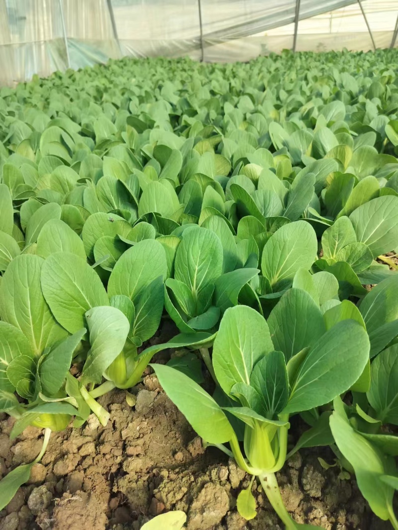 【精品快菜】常年供应，上车价0.4.支持视频看货量大质优