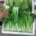 【精品快菜】常年供应，上车价0.4.支持视频看货量大质优