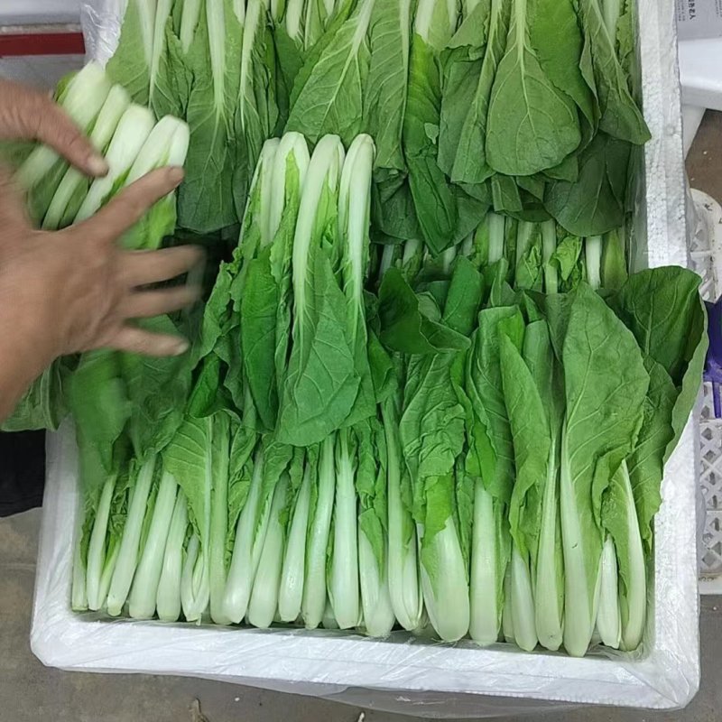【精品快菜】常年供应，上车价0.4.支持视频看货量大质优