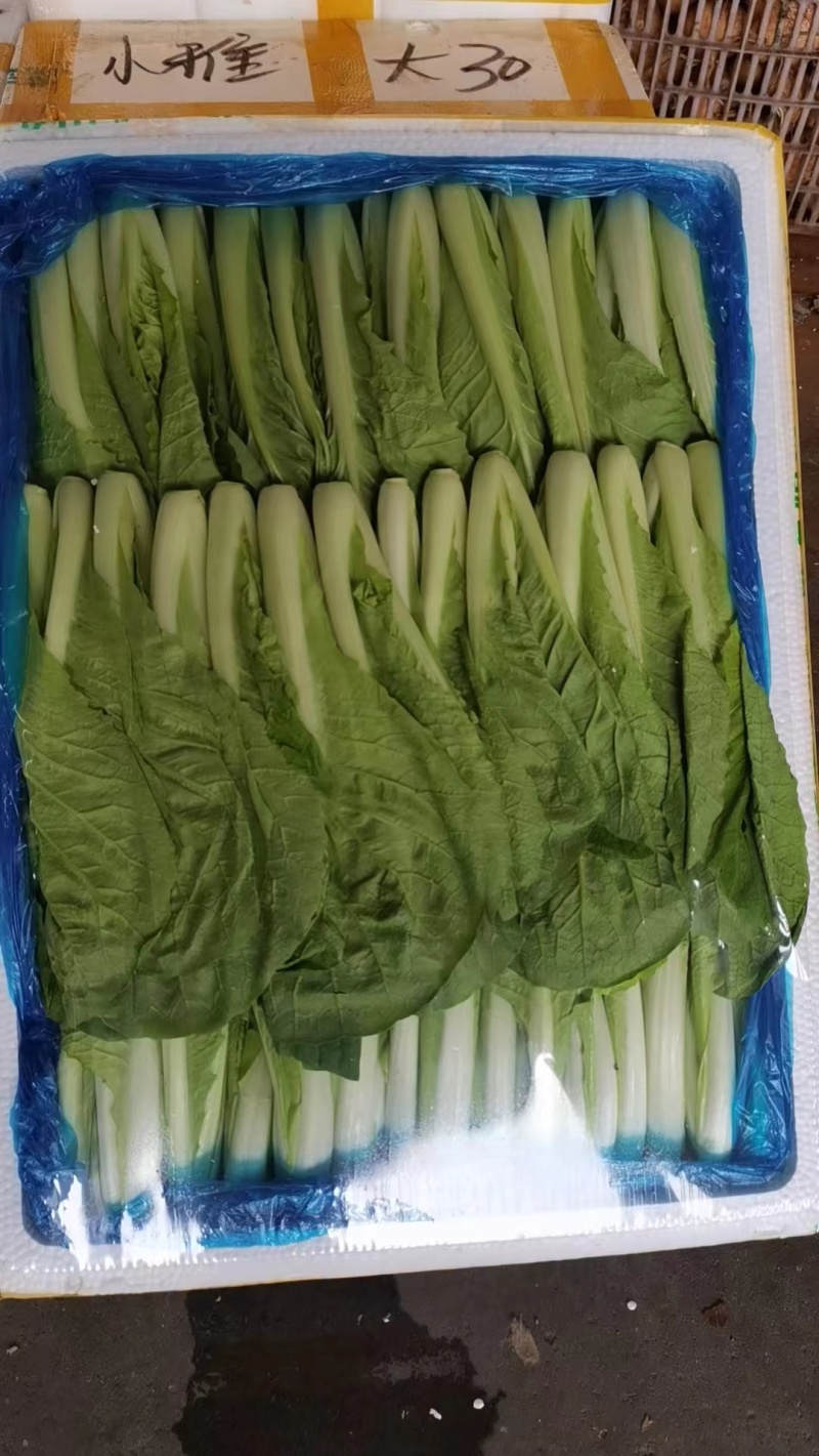 【精品快菜】常年供应，上车价0.4.支持视频看货量大质优