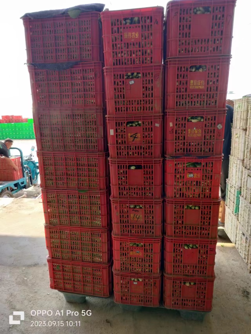 【精品快菜】常年供应，上车价0.4.支持视频看货量大质优