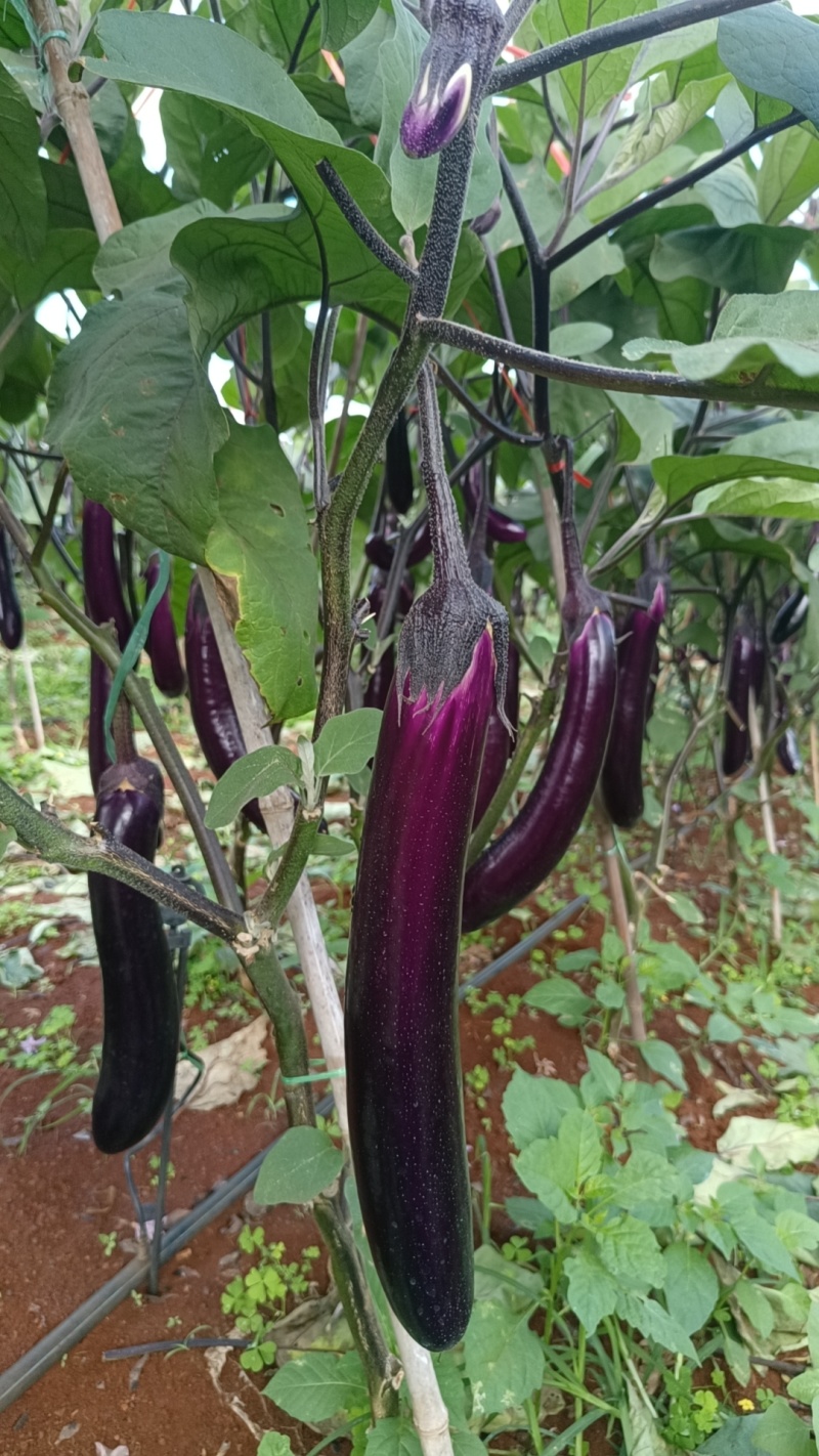 【精品】茄子广东长茄大量现货供应一手货源直发量大价优