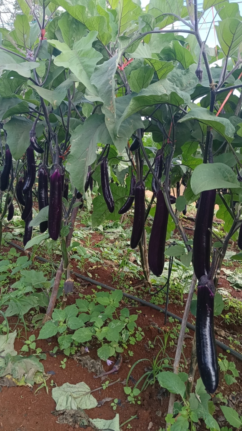 【精品】茄子广东长茄大量现货供应一手货源直发量大价优