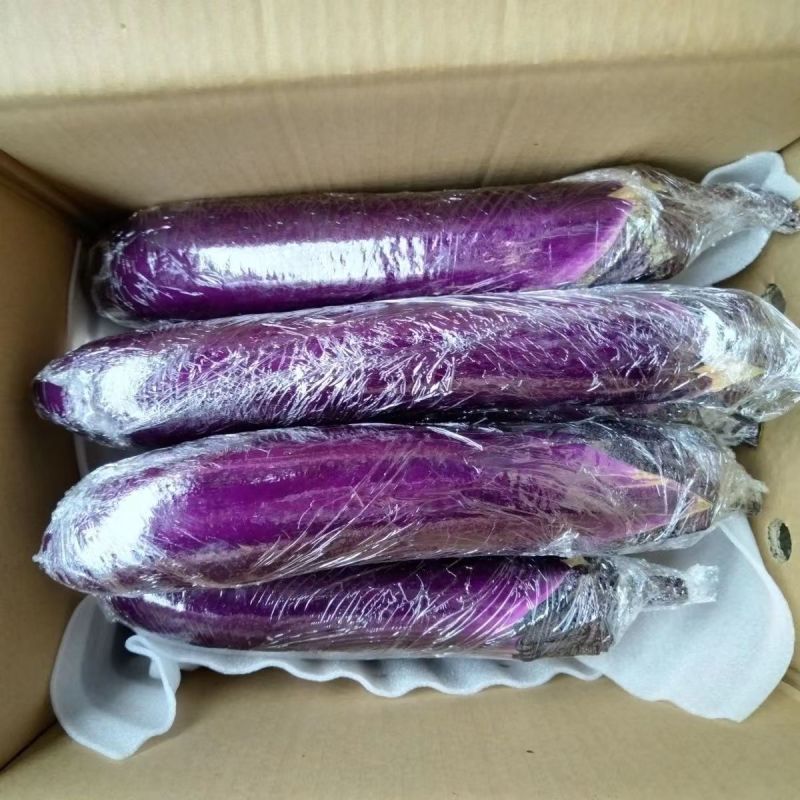 【精品】茄子广东长茄大量现货供应一手货源直发量大价优