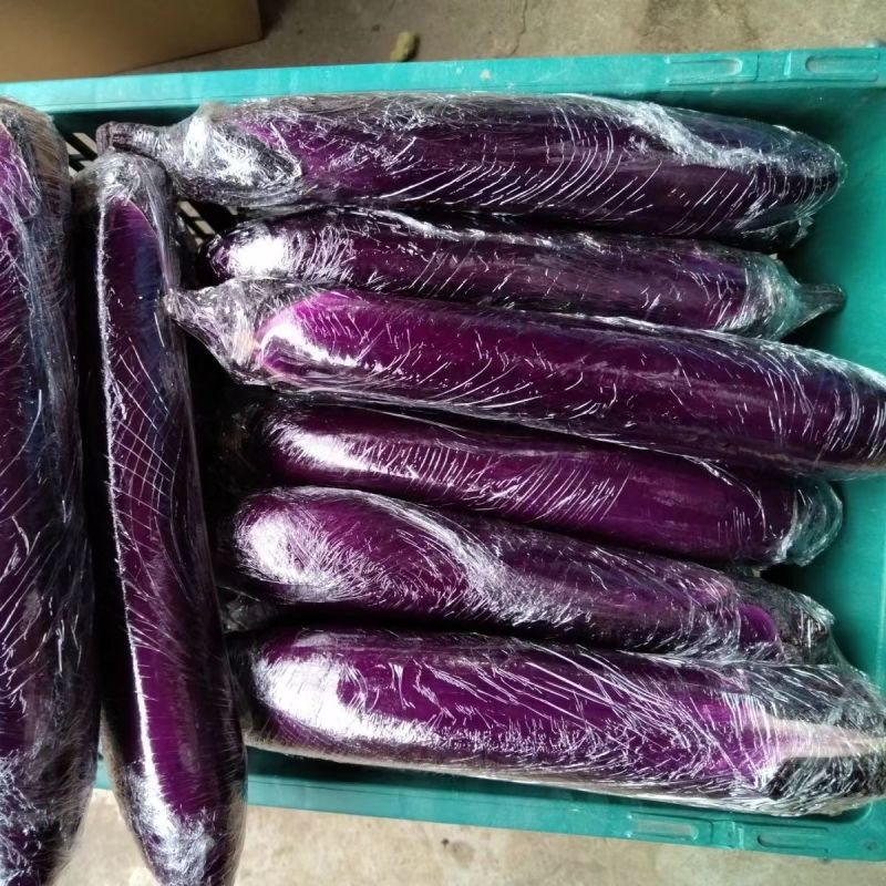 【精品】茄子广东长茄大量现货供应一手货源直发量大价优