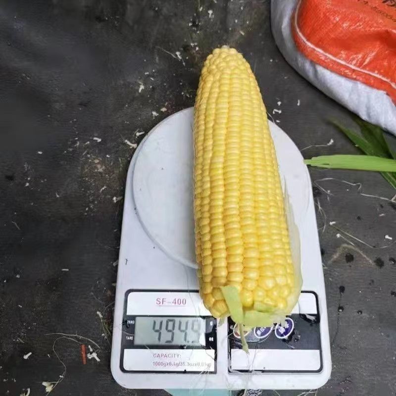 【精品】太阳花玉米大量现货供应价格优惠一手货源欢迎合作
