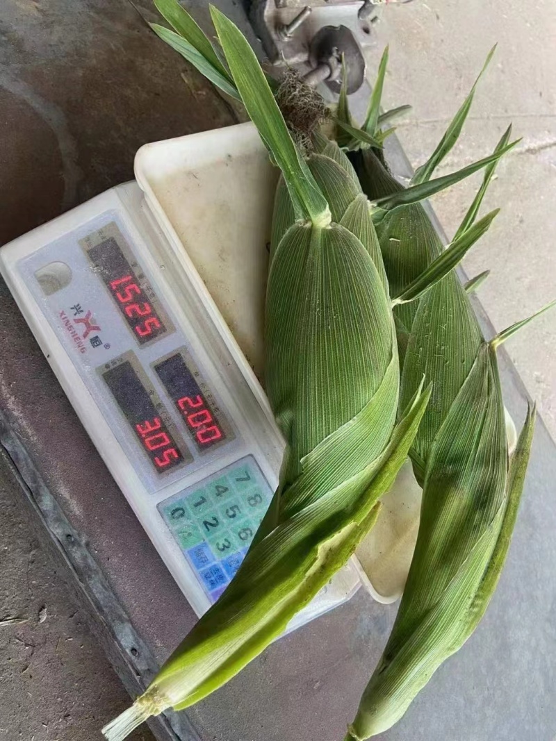 【精品】太阳花玉米大量现货供应价格优惠一手货源欢迎合作