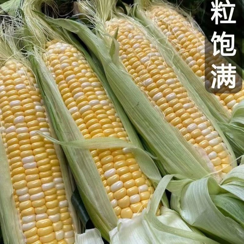 玉米广东水果玉米大量供应产地直发对接商超市场社区等