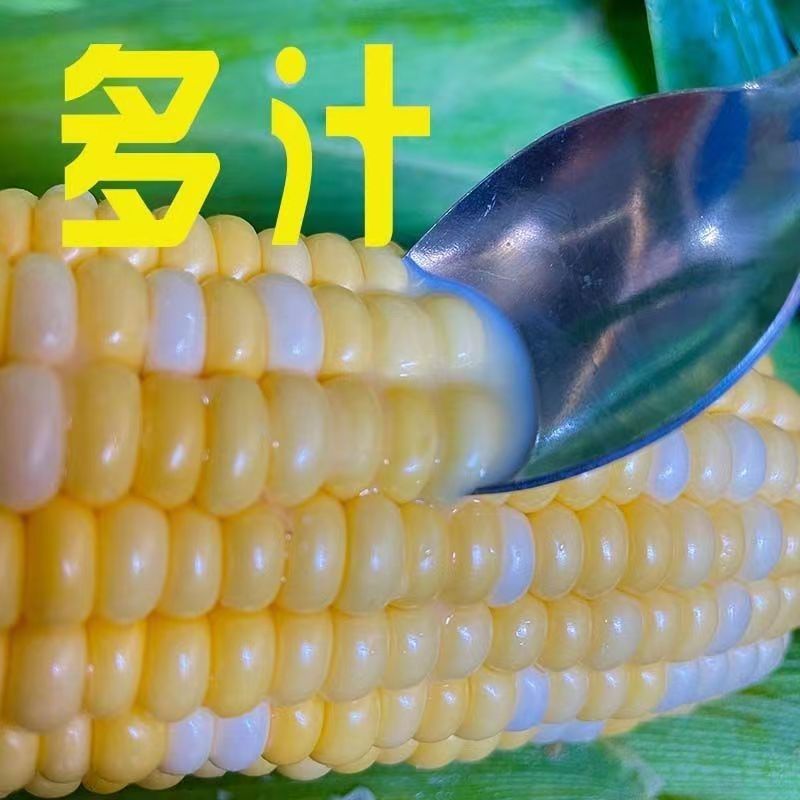 玉米广东水果玉米大量供应产地直发对接商超市场社区等