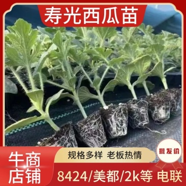 8424西瓜苗，美都西瓜苗品质保证，价格真实，电联采购