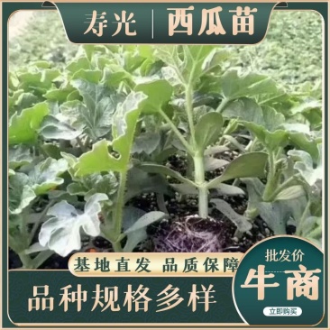全美2k西瓜苗直根苗嫁接西瓜苗货源充足苗壮根旺可预订