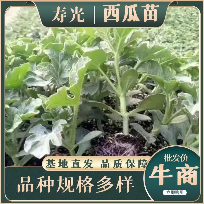 全美2k西瓜苗直根苗嫁接西瓜苗货源充足苗壮根旺可预订